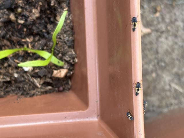 What are these bugs? – Reddit Post