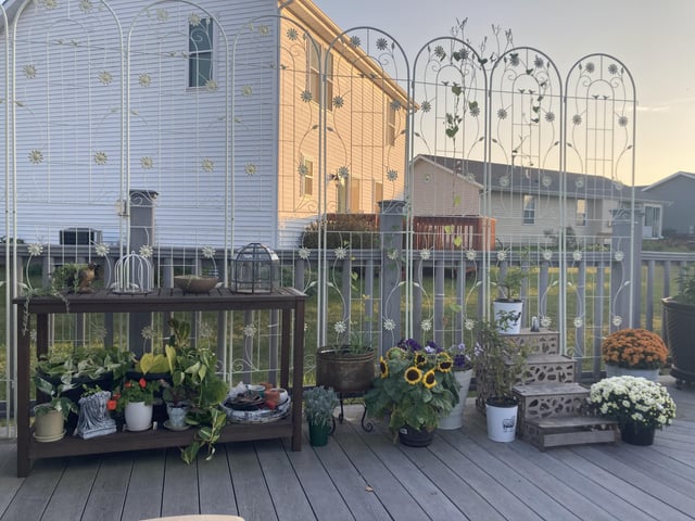 What vining plant could I grow in a pot that would cover this trellis completely? – Reddit Post