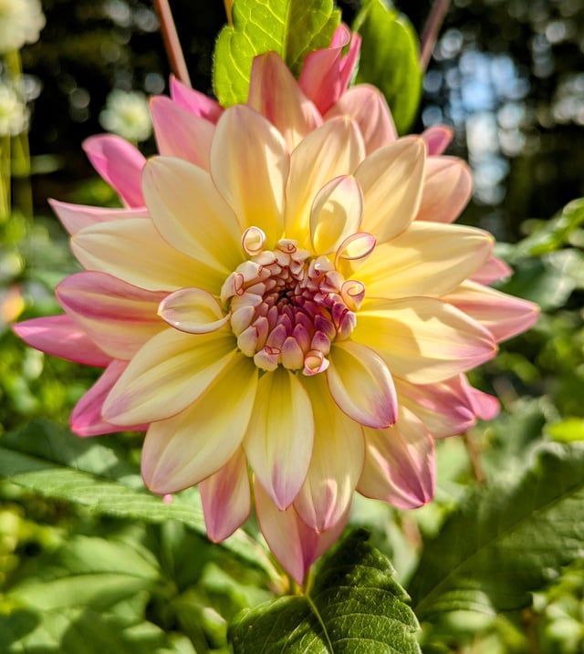 More dahlias – Reddit Post