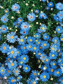 Beautiful Blue Flowers – Reddit Post