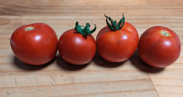 After 4 years, I finally grew tomatoes! – Reddit Post