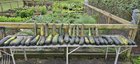 Final zucchini harvest. – Reddit Post