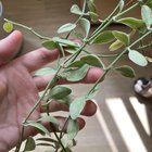 Dischidia – Reddit Post