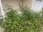 Tomatoes grow like weeds on my front porch… – Reddit Post