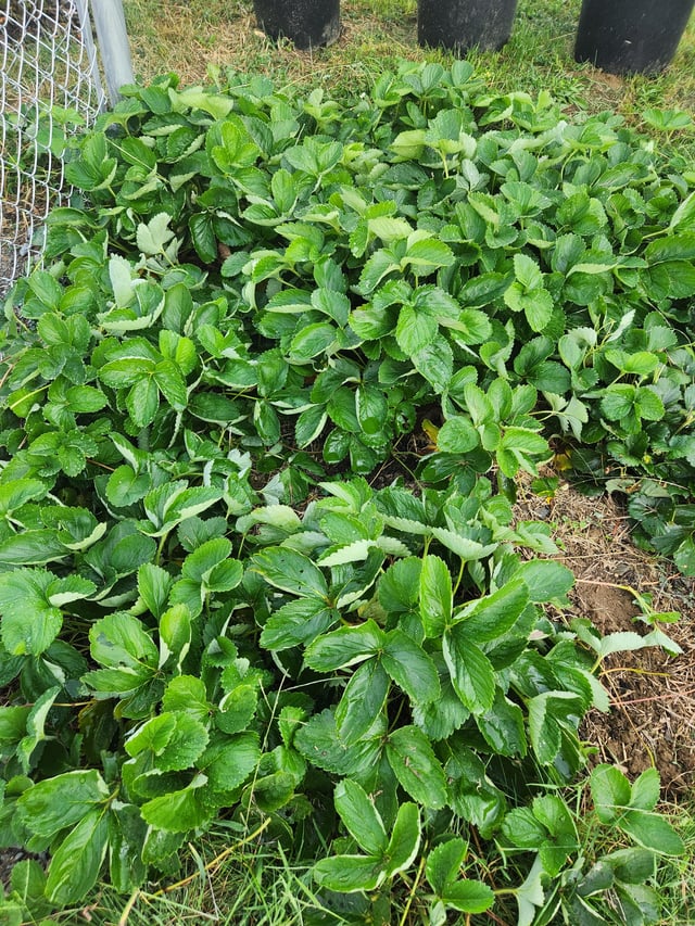 How to prepare a strawberry patch for winter? – Reddit Post