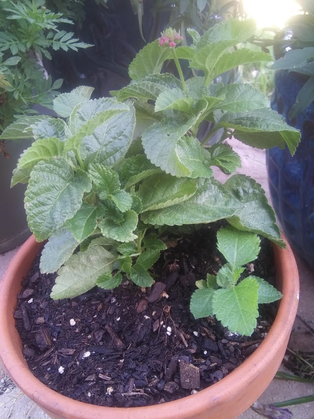 My lantana I grew from seed has its first bud! – Reddit Post