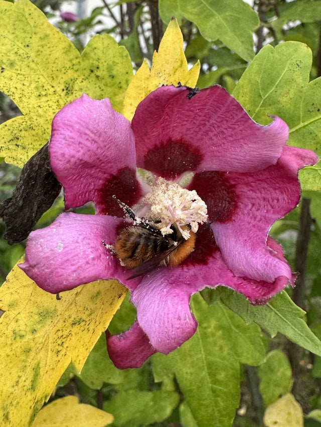 Bee in my garden – Reddit Post