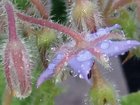 I’ve been obsessed with taking close up shots of some of my plants. Then harvest the flowers and seeds – Reddit Post