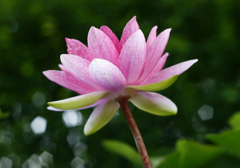 Lotus flower and Lotus flower plants