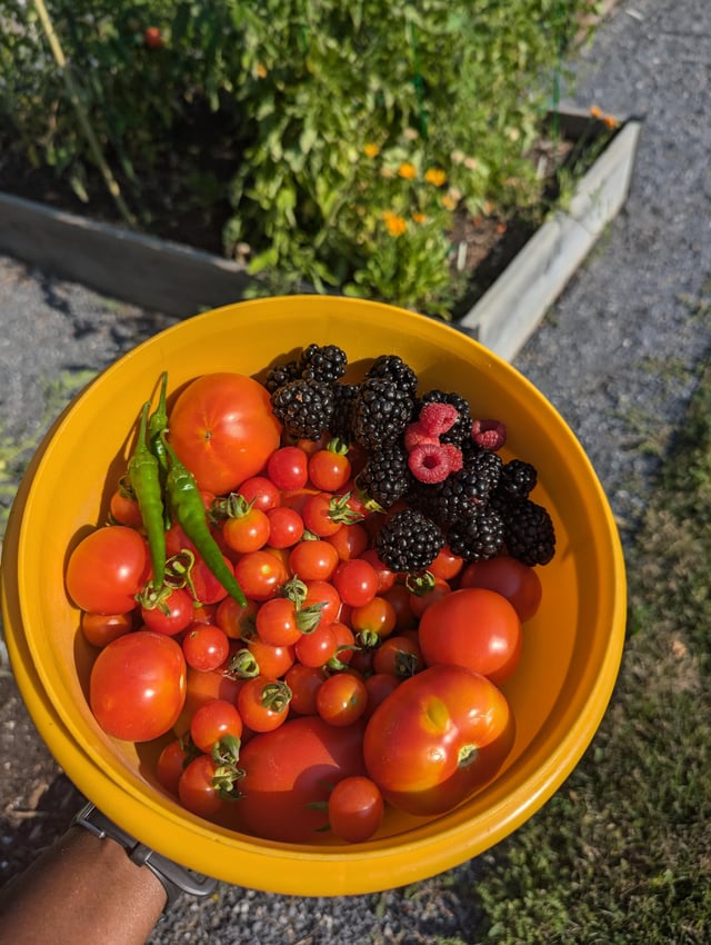 Today’s harvest! – Reddit Post