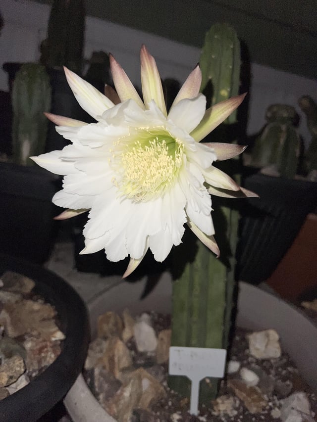 A very special Trichocerues bloom 😍 only happens at night 🌕 – Reddit Post