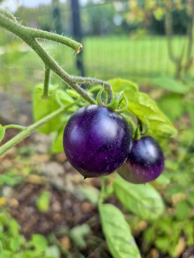 I’ve grown a very purple tomato – Reddit Post