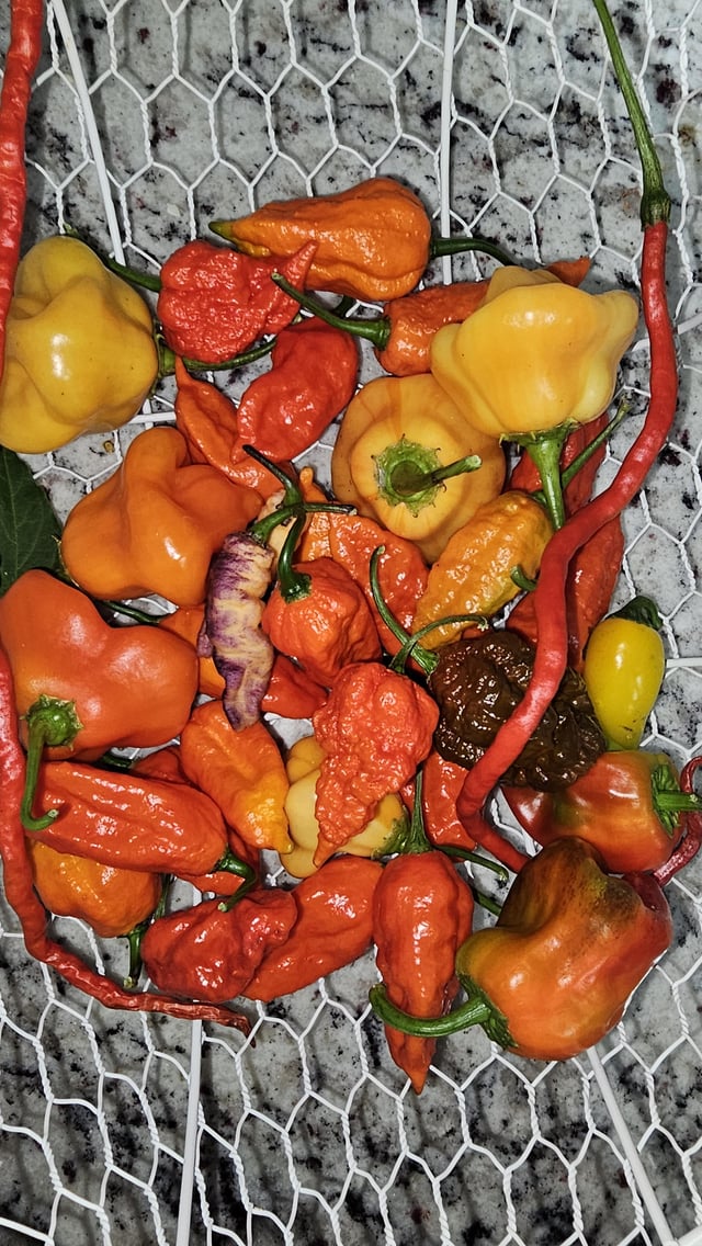 Tonight’s harvest – Reddit Post