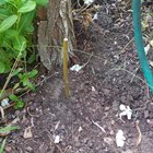Planted a branch of my dying willow and it srarted to sprout leafs after 2 weeks – Reddit Post
