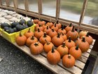 Oh my gourd – Reddit Post