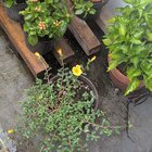 This weed (purslane?) lookin better than all my other plants – Reddit Post