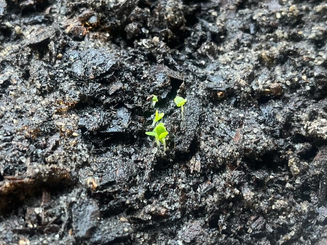 labender sprouts!! so excited :D – Reddit Post