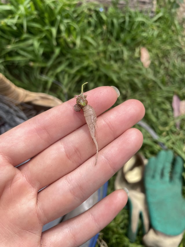 plant id please? – Reddit Post
