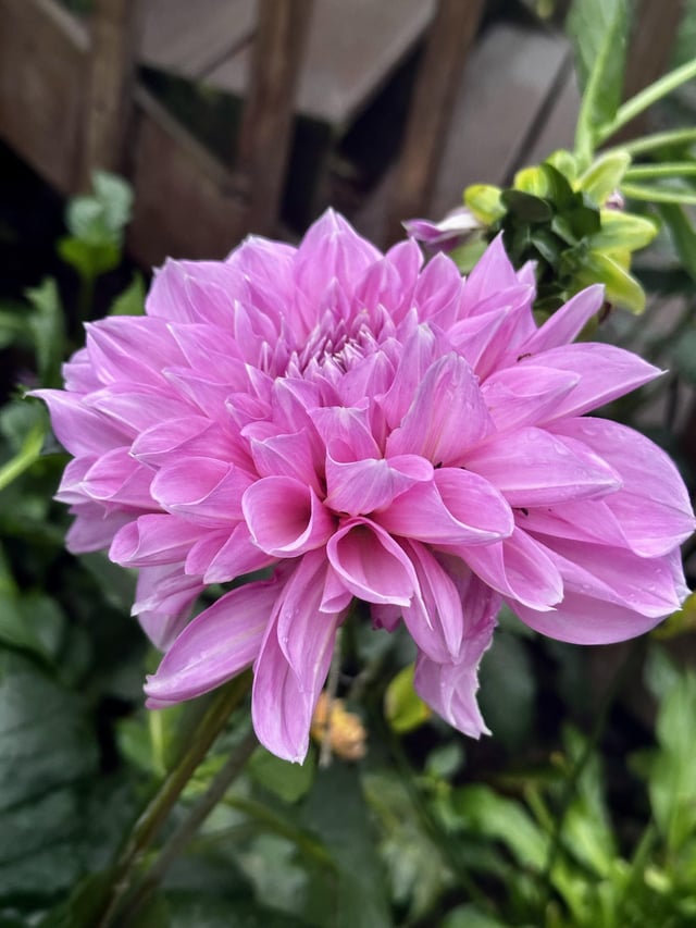 My dahlias finally bloomed today!!! – Reddit Post