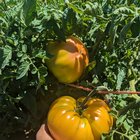 The biggest tomato I’ve ever seen! – Reddit Post