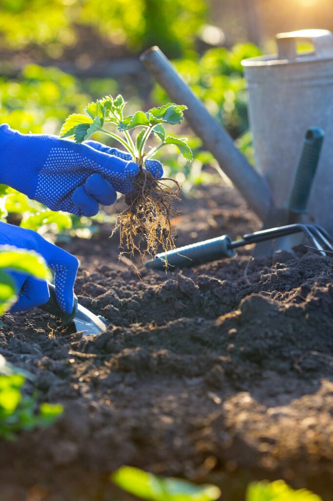 planting strawberries in the garden