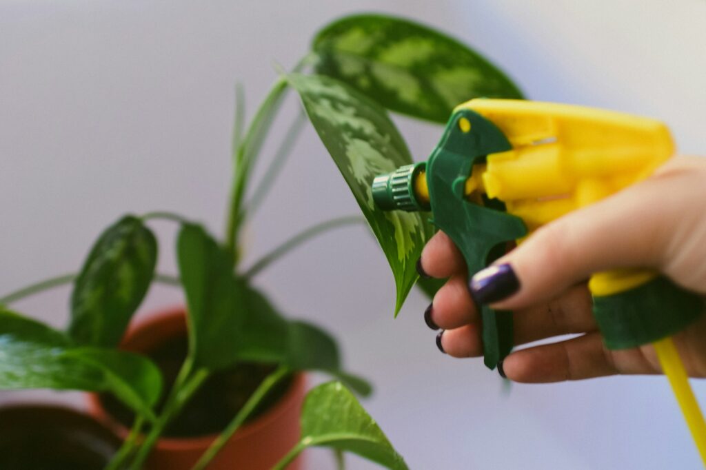 Potted house plant care
