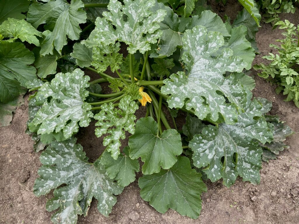 powdery mildew disease on zucchini leaves