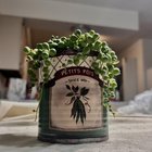Put my string of pearls in this cute, little pot I found at the thrift store 🥹 – Reddit Post