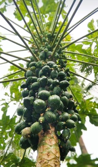 Papaya Tree Overflowing with Fruit – Reddit Post