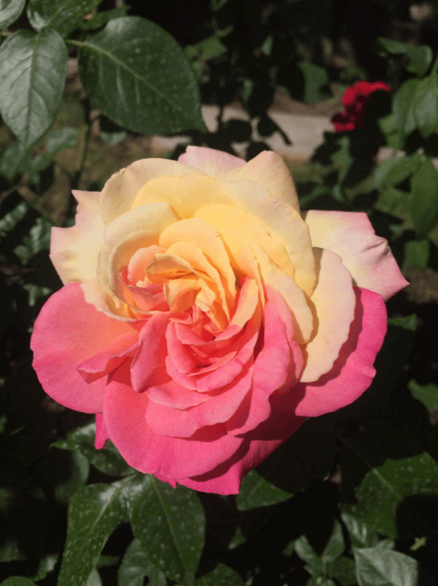 This beautiful two toned rose in my garden. I have never seen this before. – Reddit Post