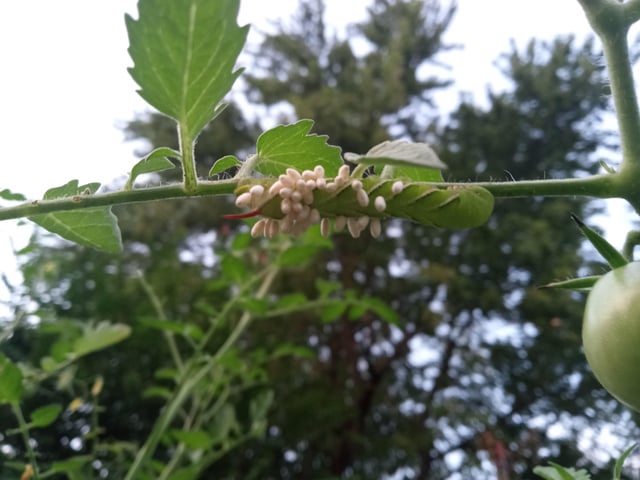 Finally got to see one parasitized! Tomatoe Hornworm – Reddit Post