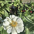 Late to the game but love my zinnias! – Reddit Post