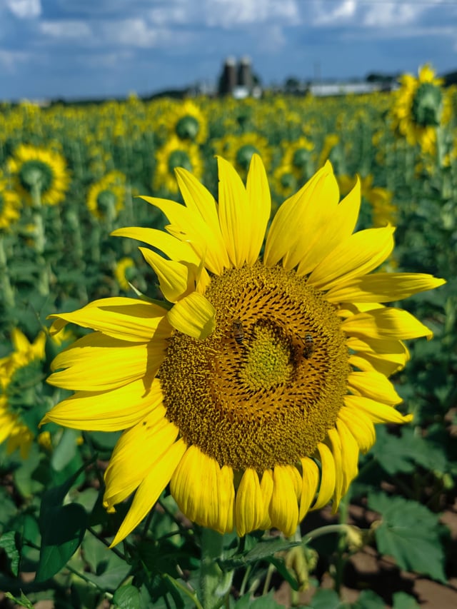 This sunflower is facing the opposite way of every other one with a triangle center – Reddit Post