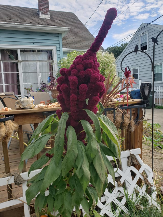 My escaped Amaranth – Reddit Post