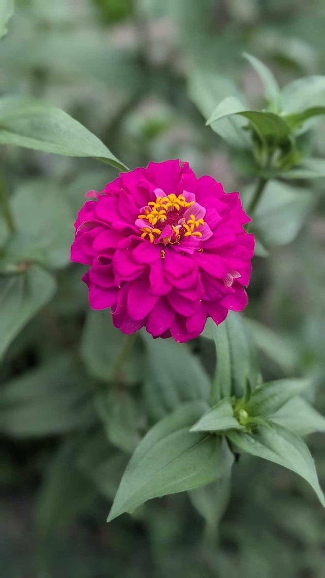 No filters! These flowers don’t even look real lol – Reddit Post