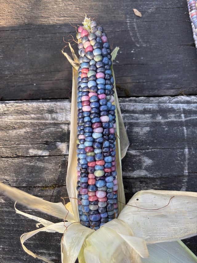 My first glass gem corn! – Reddit Post