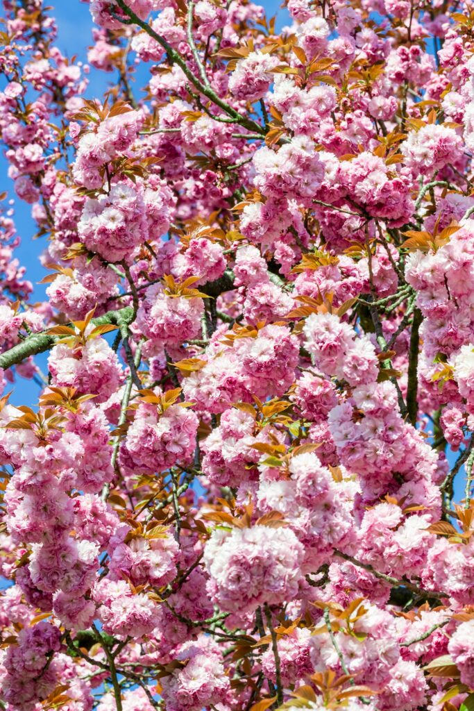 Sakura flowers blooming. Beautiful pink cherry blossom