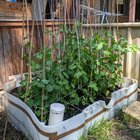 Garden peas vs balcony peas, planted around the same time. Turns out they weren’t kidding about FULL SUN 😬 – Reddit Post