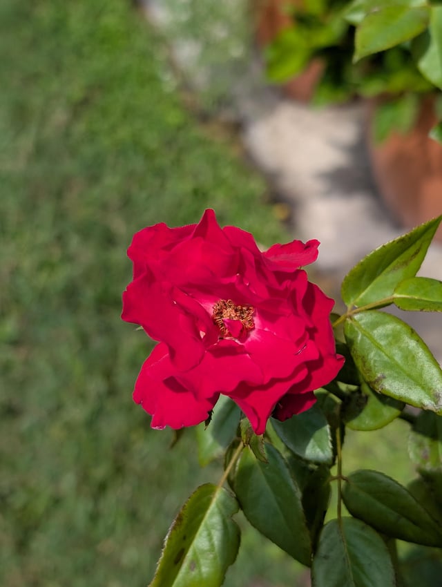 Hurricane Helene brought winds over 70 mph to my area, yet the storm couldn’t destroy my rose, which bloomed that very day. 🌹 – Reddit Post