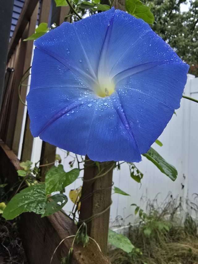 Beautiful blue – Reddit Post