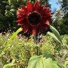 Highlights from our garden – Reddit Post