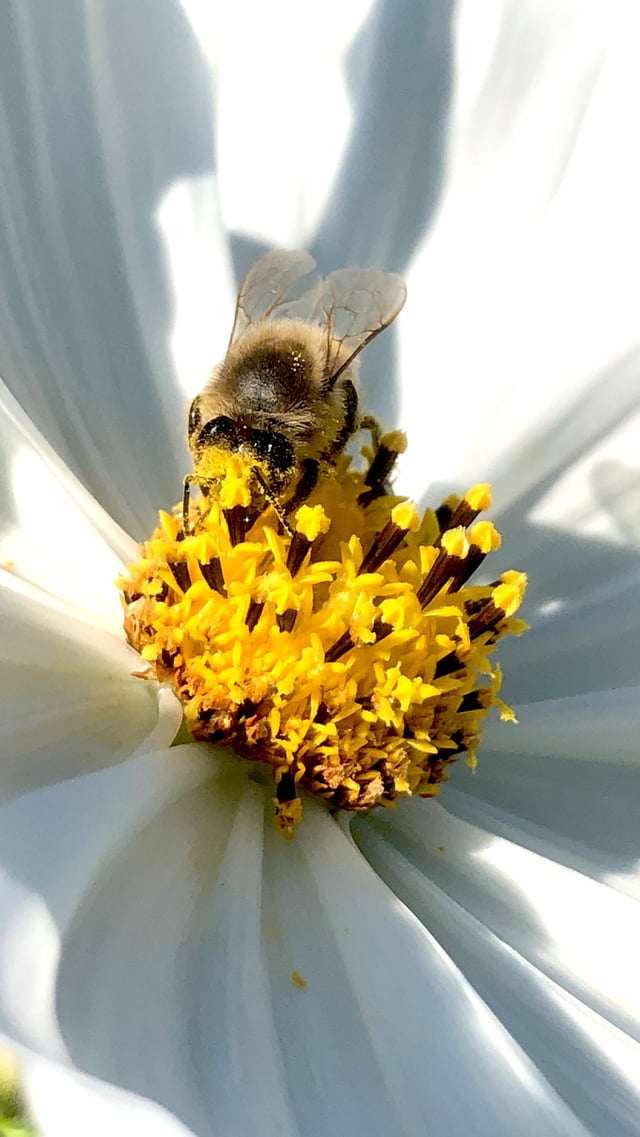 Happy bee absolutely smashing his little face into my cosmos – Reddit Post