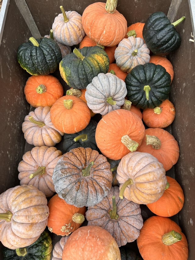 Kabocha and Black Futsu Harvest – Reddit Post