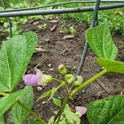 BEAN FLOWER – Reddit Post