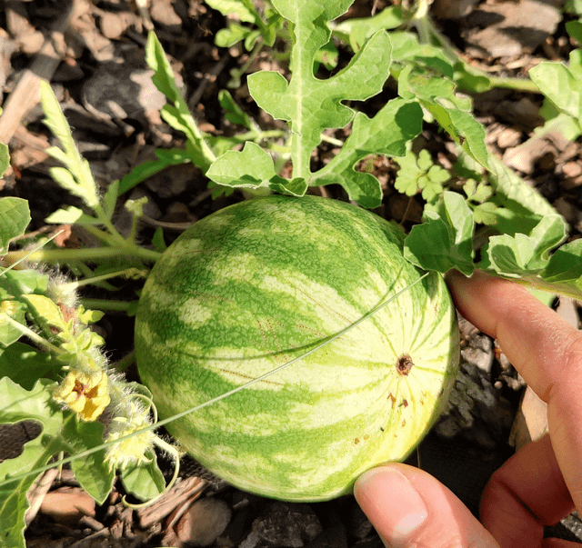 I finally got a watermelon. – Reddit Post