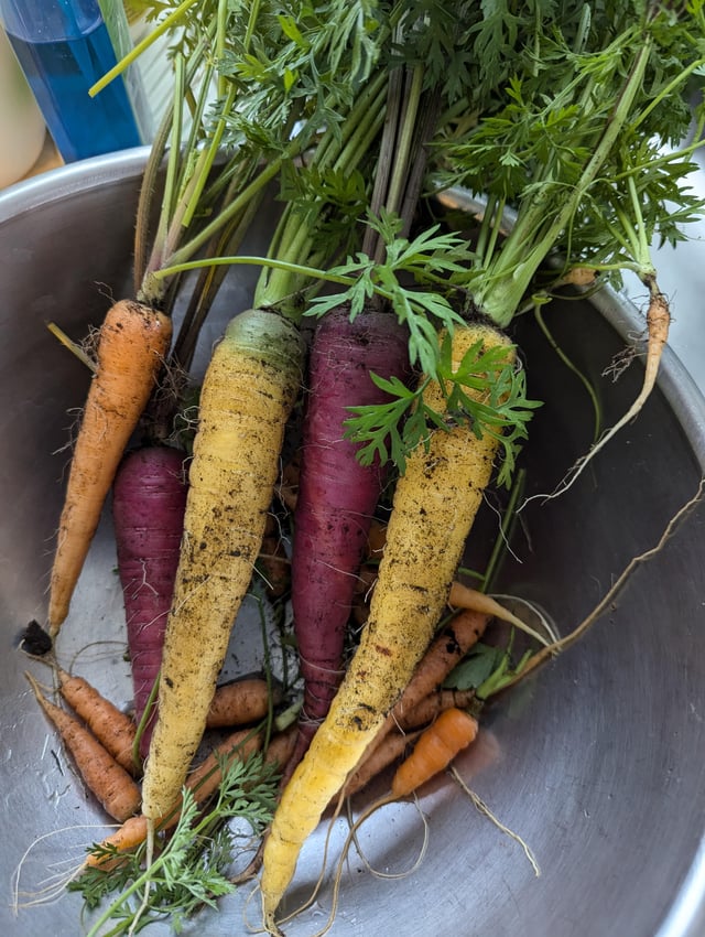 First-time veggie gardener. I harvested my carrots today. They aren’t much, but they mean a lot to me. 🥲 – Reddit Post