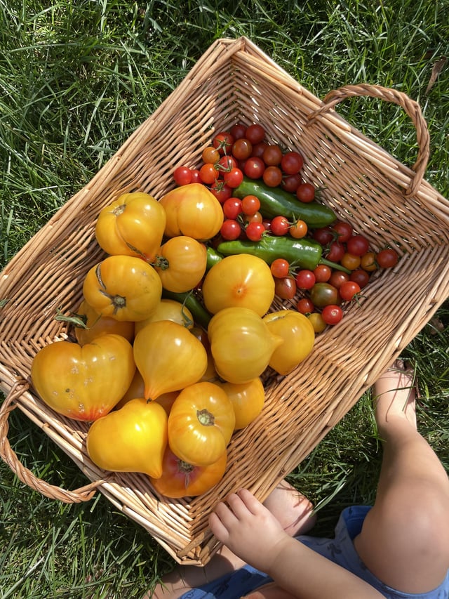 This morning’s garden haul – Reddit Post