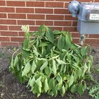 Help!! Just planted 3 endless summer hydrangeas and they are already wilting 😫 – Reddit Post