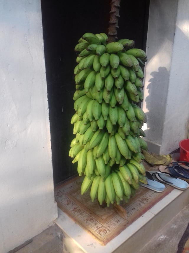 Harvested this absolute unit of a banana bunch a while back – Reddit Post