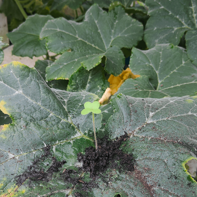 Life Finds A Way – Reddit Post